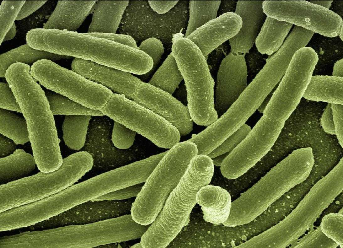 Gasteromaradical Disease